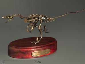 Модель скелета динозавра VELOCIRAPTOR