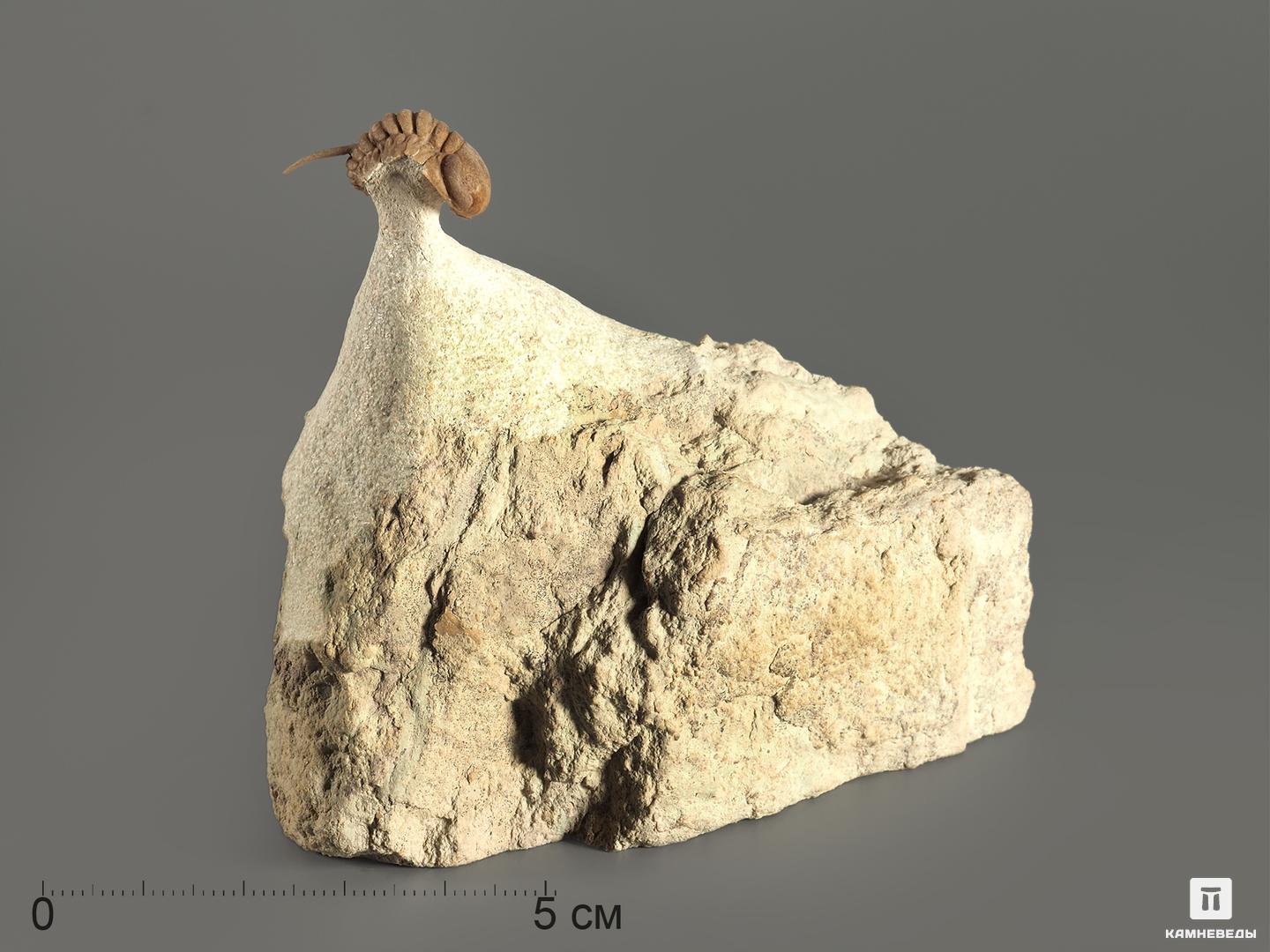 Трилобит Remopleurides nanus LEUCHTENBERG 1843 на породе трилобит paraceraurus exsul