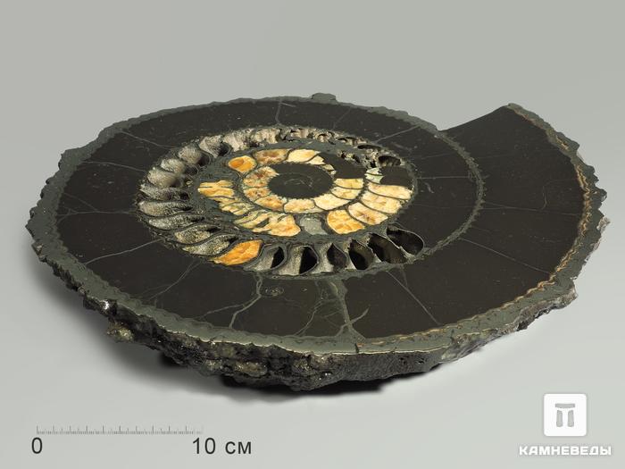 Аммонит пиритизированный на подставке, полированный срез 35х32х4,5 см, 5337, фото 2
