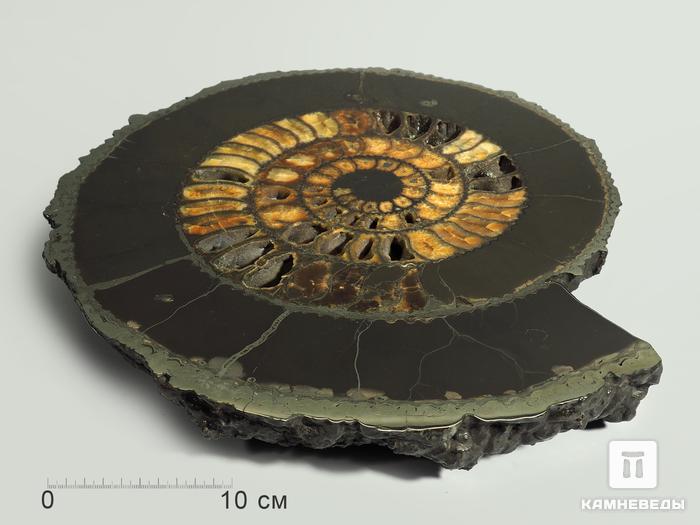 Аммонит пиритизированный на подставке, полированный срез 35х31х4,5 см, 5334, фото 2