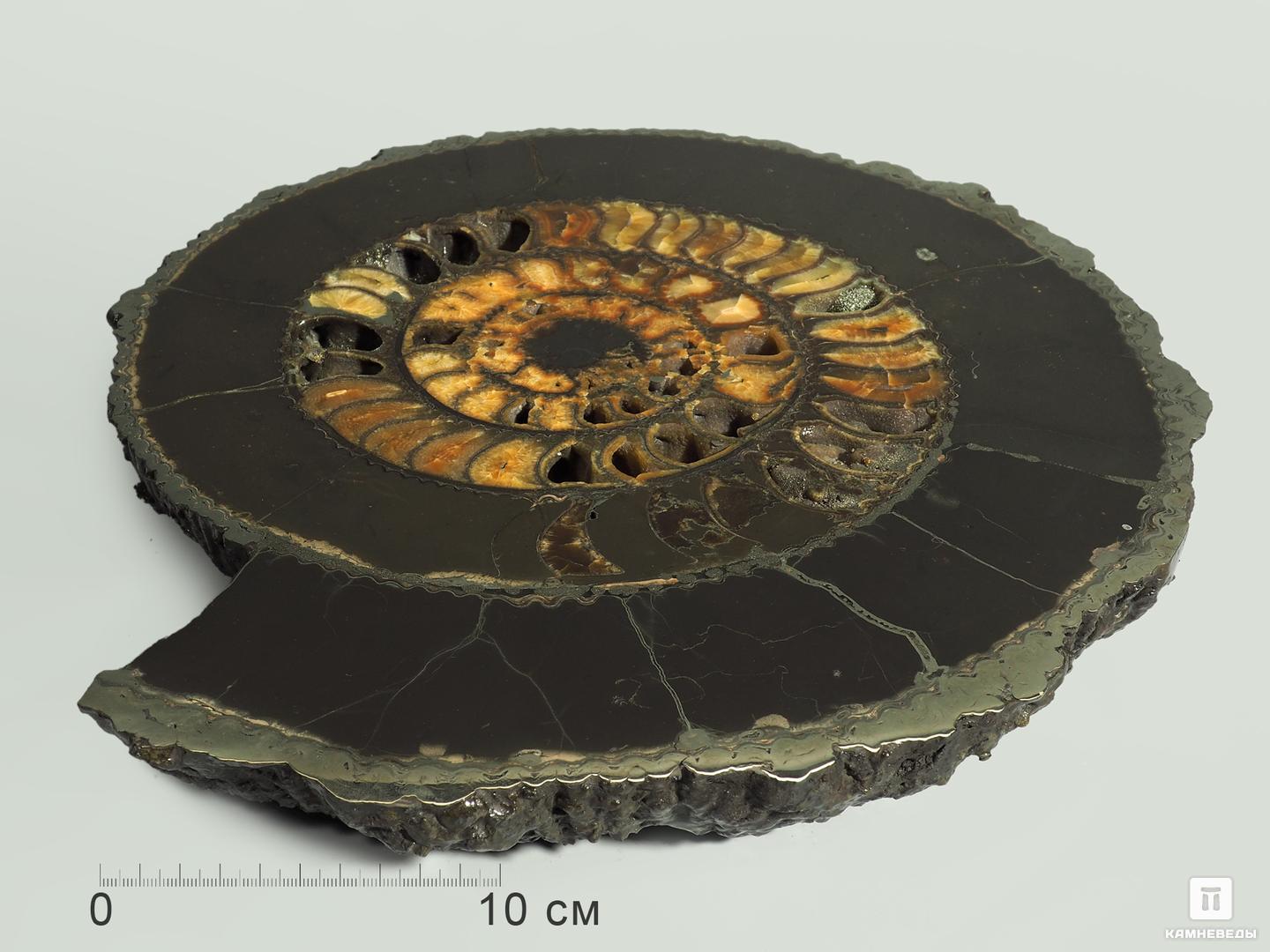 Аммонит пиритизированный на подставке, полированный срез 35х31х4,5 см, 5334, фото 5