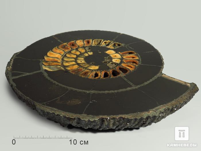 Аммонит пиритизированный на подставке, полированный срез 31,5х28х4 см, 5326, фото 2