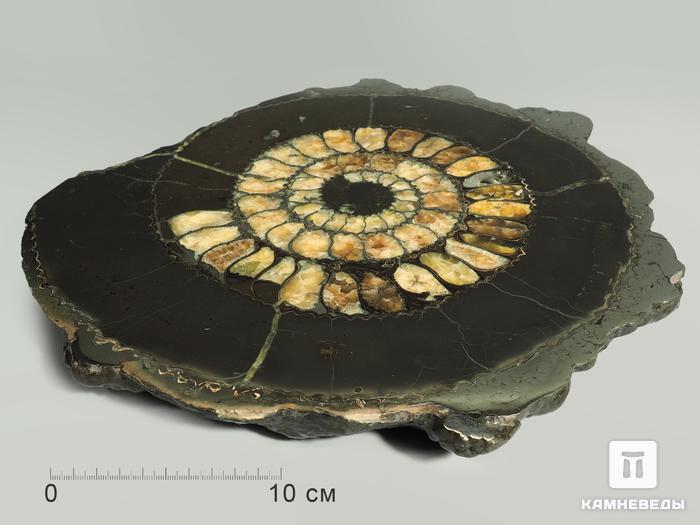 Аммонит пиритизированный на подставке, полированный срез 28,5х24,5х3 см, 5324, фото 2