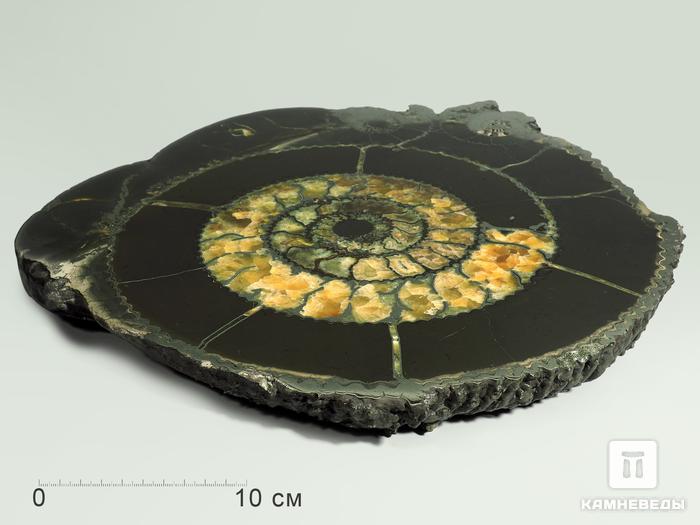 Аммонит пиритизированный на подставке, полированный срез 35х32х3,5 см, 5338, фото 6