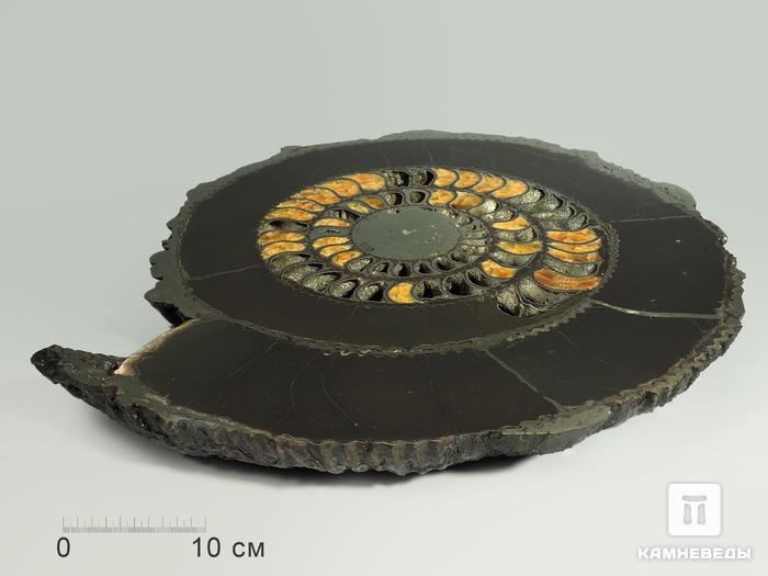 Аммонит пиритизированный на подставке, полированный срез 47,5х41,5х5,5 см, 5307, фото 5