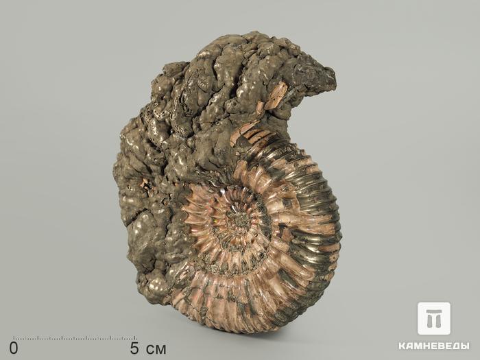 Аммонит Speetoniceras sp., 12,8х11х3,7 см, 5243, фото 1
