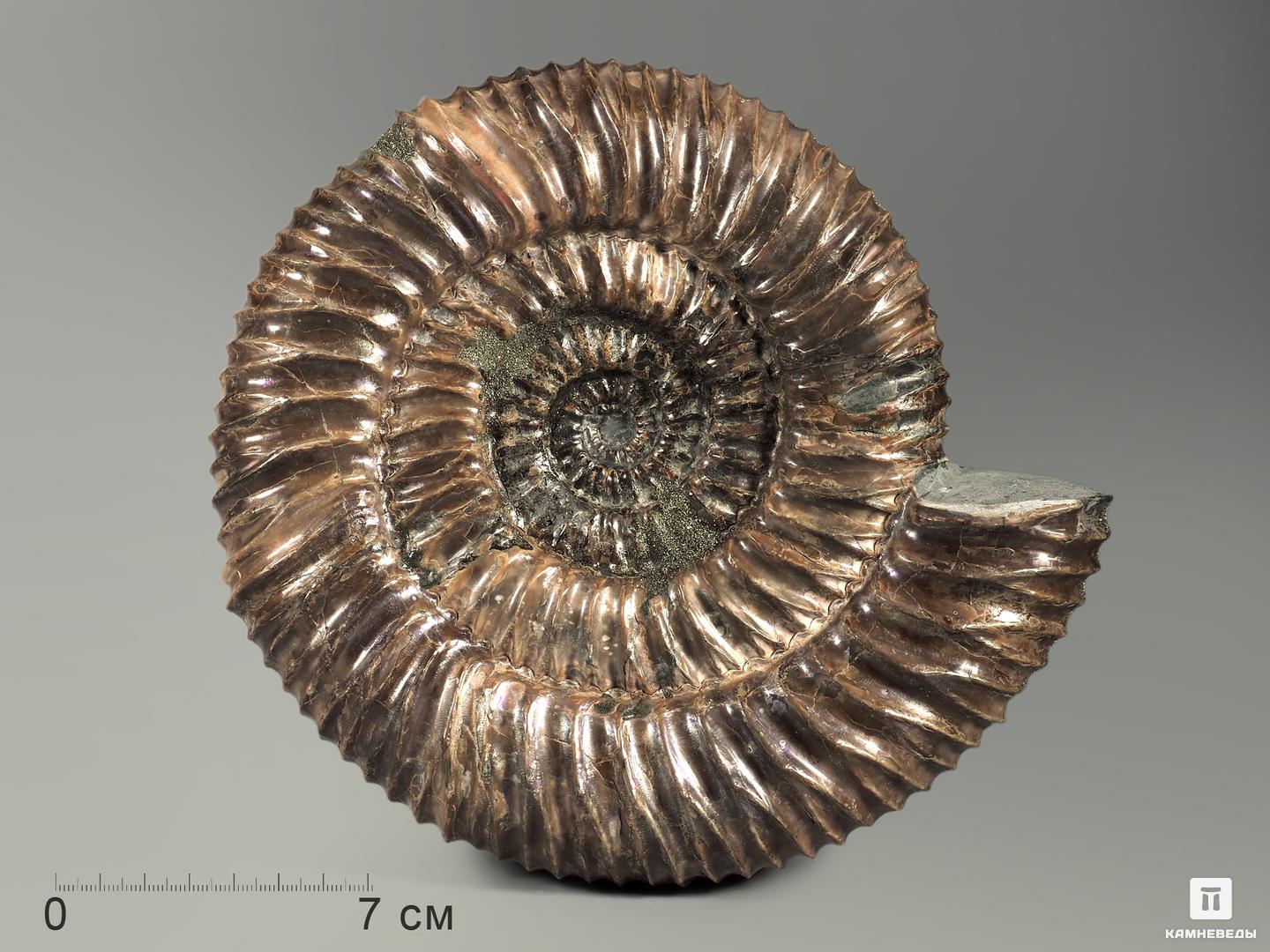 Аммонит пиритизированный Speetoniceras sp., 21х19х6,5 см, 5306, фото 1
