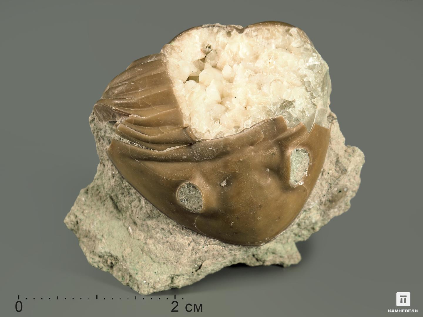 Трилобит Asaphus sp. на породе, 4х3,7х3,5 см, 5363, фото 2