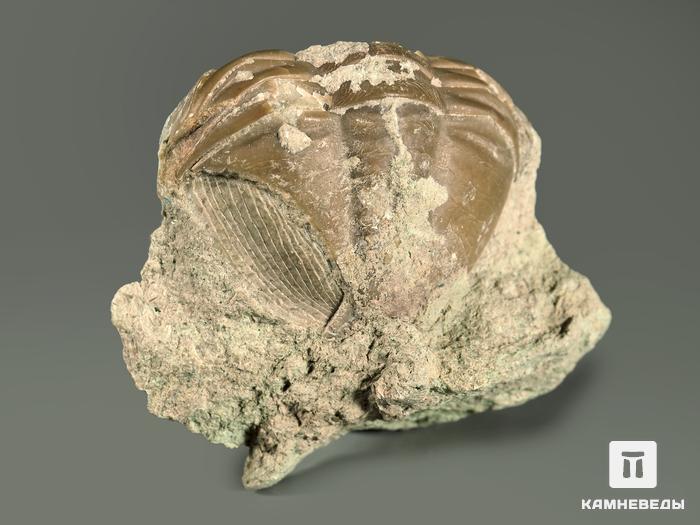 Трилобит Asaphus sp. на породе, 4х3,7х3,5 см, 5363, фото 3