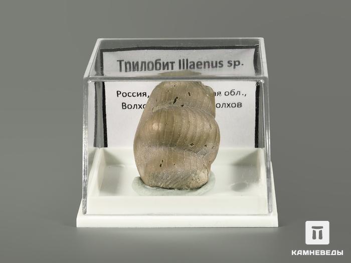 Трилобит Illaenus sp. в пластиковом боксе, 5365, фото 2