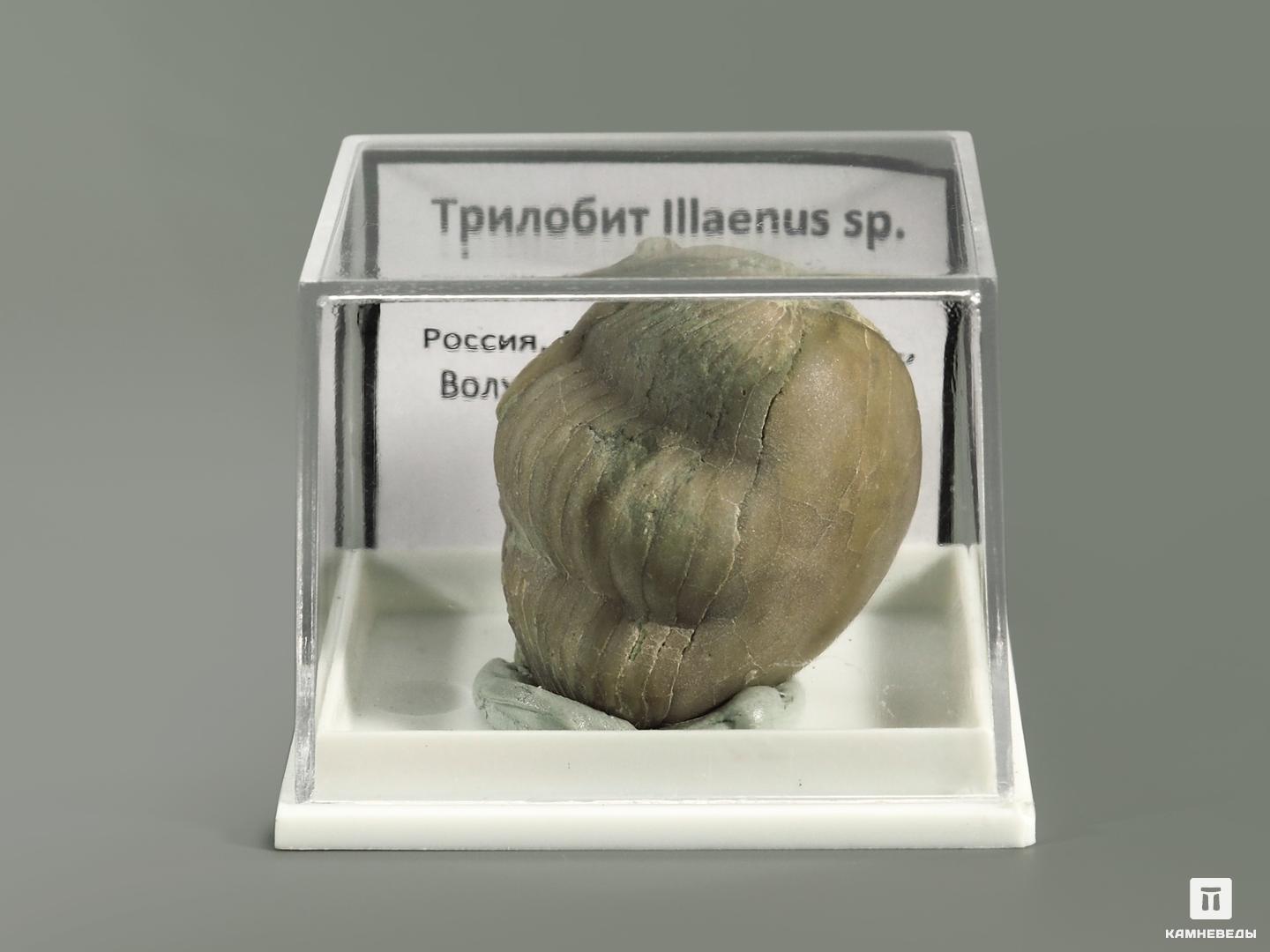 Трилобит Illaenus sp. в пластиковом боксе, 5366, фото 2