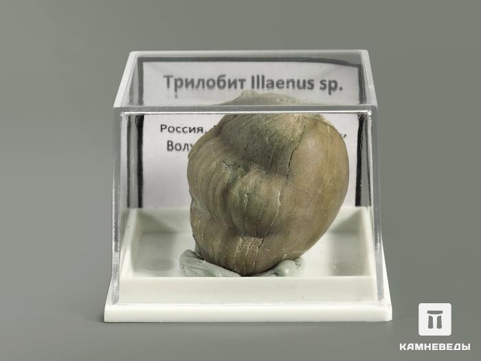 Трилобит Illaenus sp. в пластиковом боксе, 5366, фото 2