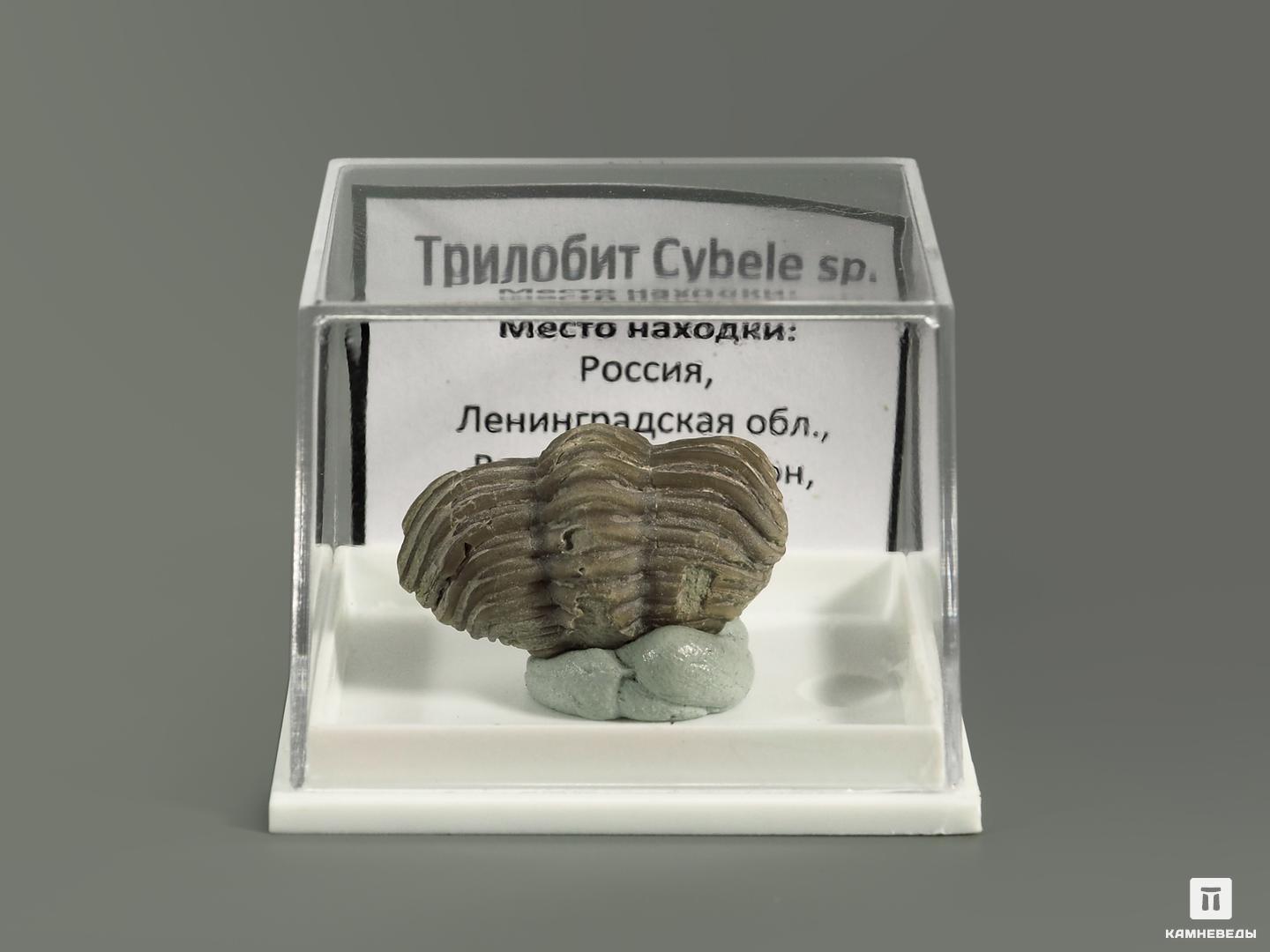 Трилобит Cybele sp. в пластиковом боксе, 5442, фото 2
