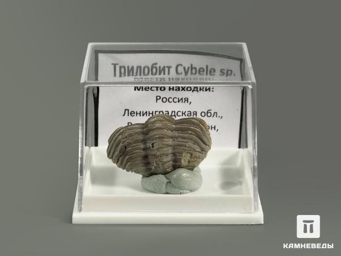 Трилобит Cybele sp. в пластиковом боксе, 5442, фото 2