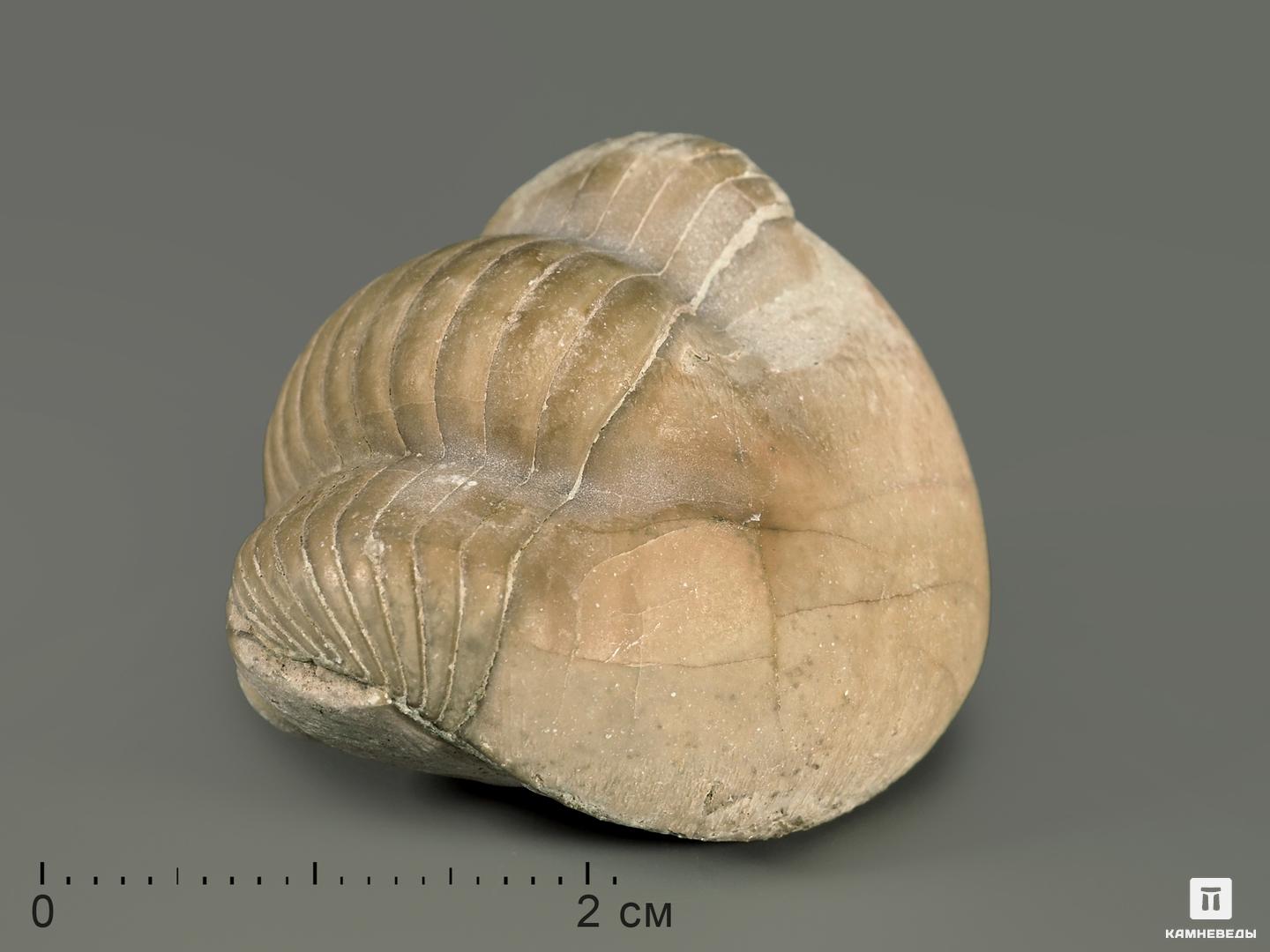 Трилобит Illaenus sp., 5367, фото 1