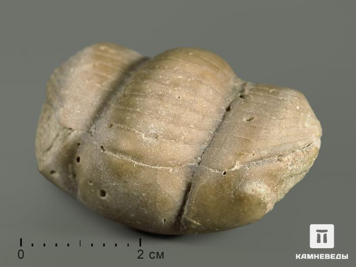 Трилобит Illaenus sp. в пластиковом боксе, 5365, фото 1