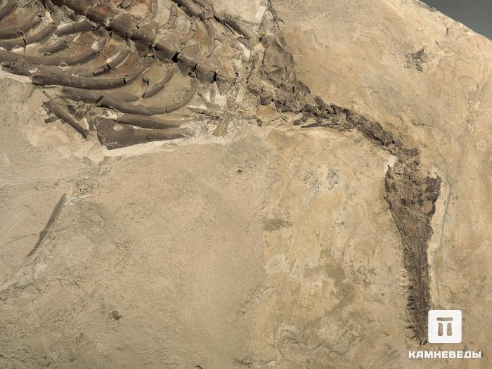 Скелет мезозавра (Mesosaurus brasiliensis), размер 60х29х4 см, 5599, фото 2