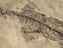 Скелет мезозавра (Mesosaurus brasiliensis), размер 60х29х4 см, 5599, фото 4