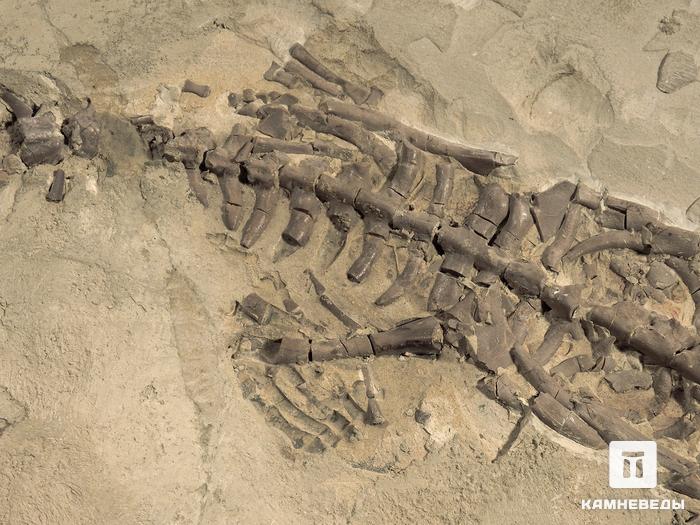 Скелет мезозавра (Mesosaurus brasiliensis), размер 60х29х4 см, 5599, фото 4