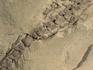 Скелет мезозавра (Mesosaurus brasiliensis), размер 60х29х4 см, 5599, фото 5