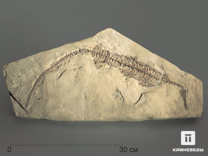 Скелет мезозавра (Mesosaurus brasiliensis), размер 60х29х4 см, 5599, фото 3