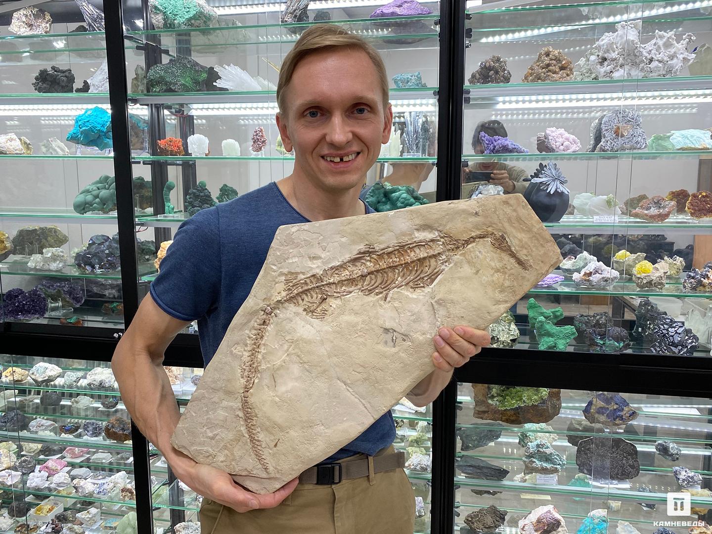 Скелет мезозавра (Mesosaurus brasiliensis), размер 60х29х4 см эпоха победителей документально историческая повесть