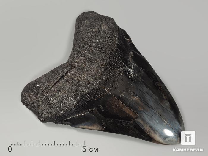 Зуб акулы Carcharocles megalodon полированный, 11,2х9х2,1 см, 5547, фото 1