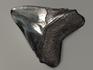 Зуб акулы Carcharocles megalodon полированный, 11,2х9х2,1 см, 5547, фото 2