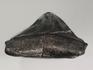 Зуб акулы Carcharocles megalodon полированный, 11,2х9х2,1 см, 5547, фото 3