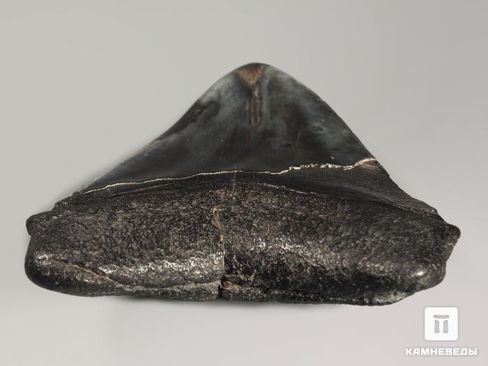 Зуб акулы Carcharocles megalodon полированный, 11,2х9х2,1 см, 5547, фото 3