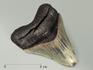 Зуб акулы Carcharocles megalodon, 9,6х7,8х2,4 см, 5550, фото 1