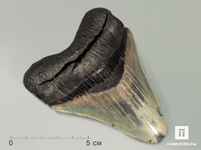 Зуб акулы Carcharocles megalodon, 9,6х7,8х2,4 см, 5550, фото 1