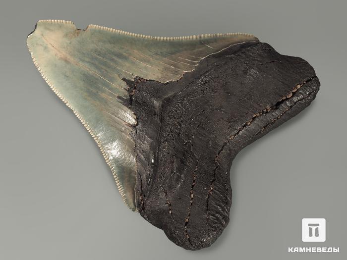 Зуб акулы Carcharocles megalodon, 9,6х7,8х2,4 см, 5550, фото 2