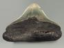 Зуб акулы Carcharocles megalodon, 9,6х7,8х2,4 см, 5550, фото 3