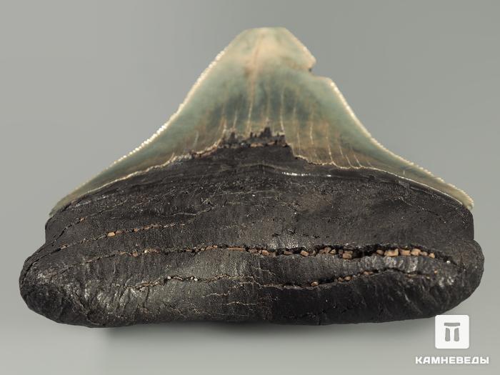Зуб акулы Carcharocles megalodon, 9,6х7,8х2,4 см, 5550, фото 3