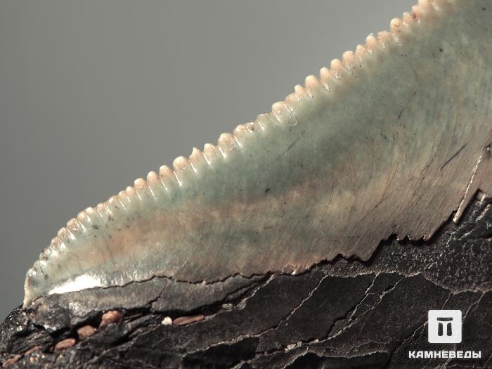 Зуб акулы Carcharocles megalodon, 9,6х7,8х2,4 см, 5550, фото 4