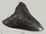 Зуб акулы Carcharocles megalodon полированный, 9,8х8,3х2,3 см, 5549, фото 1