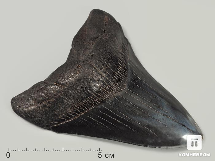Зуб акулы Carcharocles megalodon полированный, 9,8х8,3х2,3 см, 5549, фото 1
