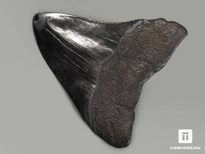 Зуб акулы Carcharocles megalodon полированный, 9,8х8,3х2,3 см, 5549, фото 2