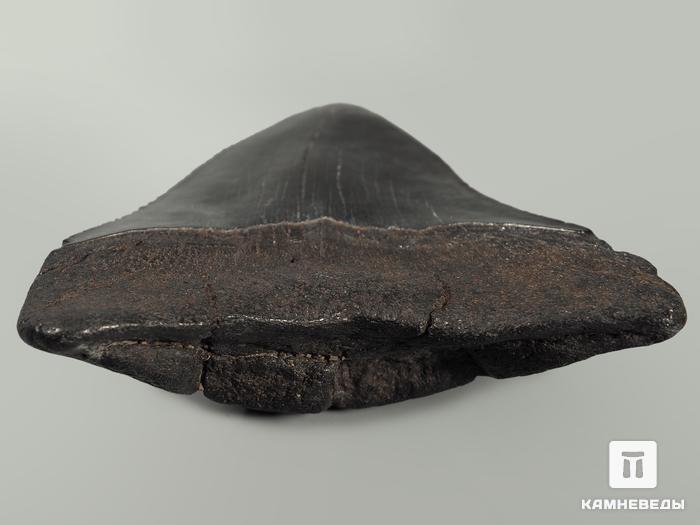 Зуб акулы Carcharocles megalodon полированный, 9,8х8,3х2,3 см, 5549, фото 3