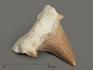 Зуб акулы Otodus obliquus, 5х4,5 см, 4709, фото 6