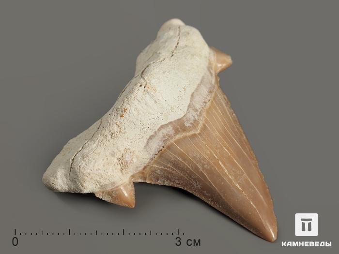 Зуб акулы Otodus obliquus, 5х4,5 см, 4709, фото 6