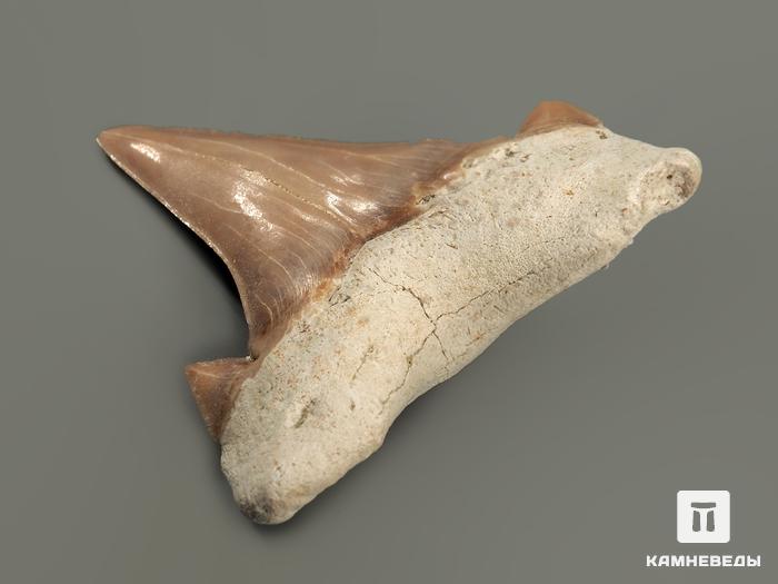 Зуб акулы Otodus obliquus, 5х4,5 см, 4709, фото 7