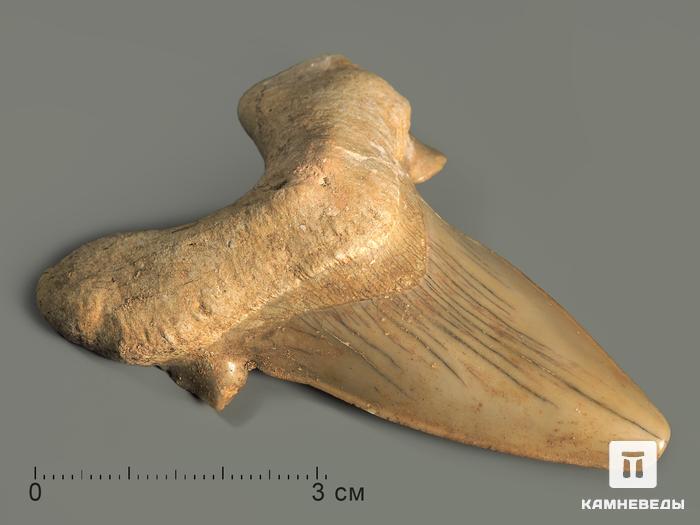 Зуб акулы Otodus obliquus, 6,6х4,8х1,8 см, 5551, фото 1