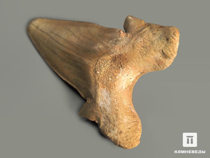 Зуб акулы Otodus obliquus, 6,6х4,8х1,8 см, 5551, фото 2