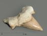 Зуб акулы Otodus obliquus, 5х4,5 см, 4709, фото 1
