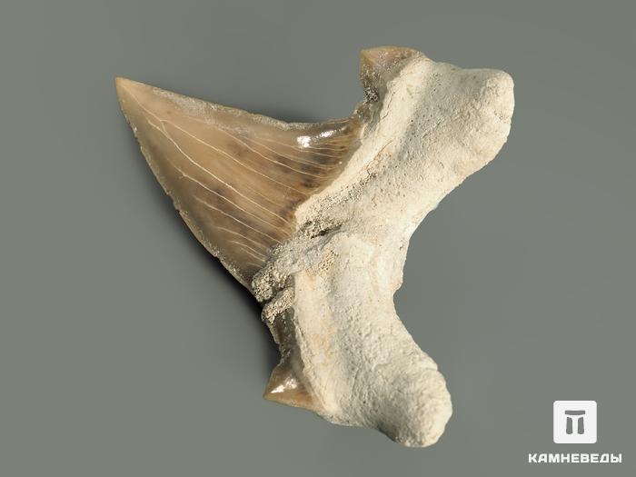 Зуб акулы Otodus obliquus, 5х4,5 см, 4709, фото 8