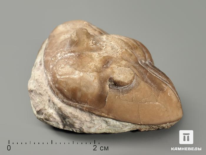 Трилобит Asaphus sp., 4,4х3,3х2,2 см, 5708, фото 1