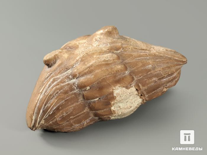 Трилобит Asaphus sp., 4,4х3,3х2,2 см, 5708, фото 2