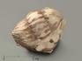 Трилобит Asaphus sp., 3,9х3,3х2,4 см, 5698, фото 1